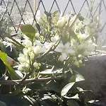 Jug * لوبار